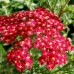 Achillea millefolium 'Red Beauty'