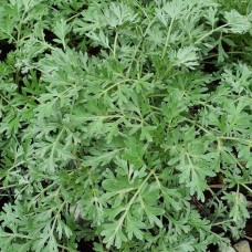 Artemisia absinthium 'Lambrook Silver'
