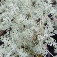 Artemisia abrotanum 'Little Mice'