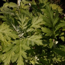 Artemisia indica var. momiyamae