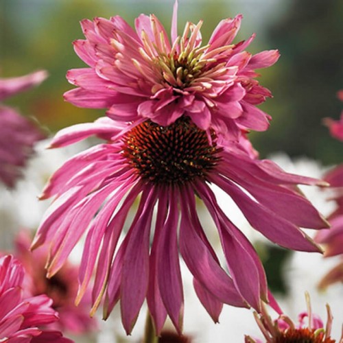 Echinacea purpurea 'Double Decker'