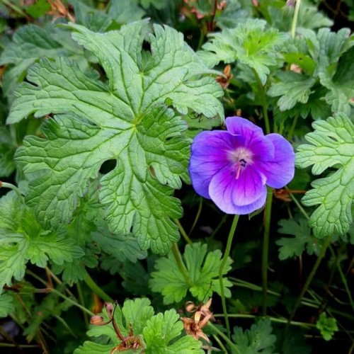 Geranium himalayense