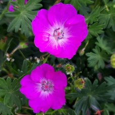 Geranium sanguineum