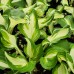 Hosta undulata 'Mediovariegata'