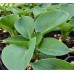 Hosta sieboldiana 'Buckshaw Blue'