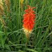 Kniphofia uvaria 'Flamenco'