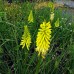 Kniphofia 'Pineapple Popsicle'