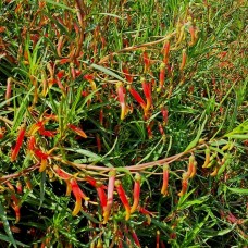Lobelia laxiflora subsp. angustifolia