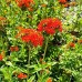 Lychnis chalcedonica