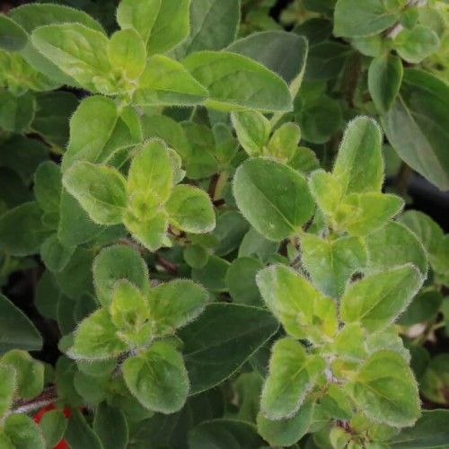 Origanum laevigatum 'Rosenkuppel'