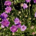 Scabiosa x 'Vivid Violet'