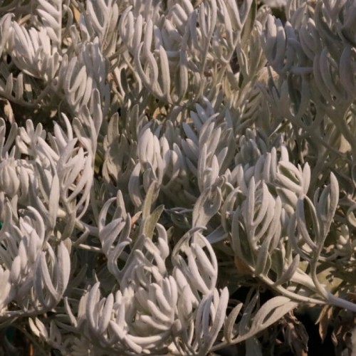 Senecio leucostachys