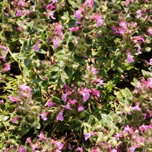 Teucrium chamaedrys 'Nanum'