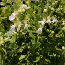 Teucrium chamaedrys 'Schneeflocke'