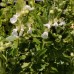 Teucrium chamaedrys 'Schneeflocke'