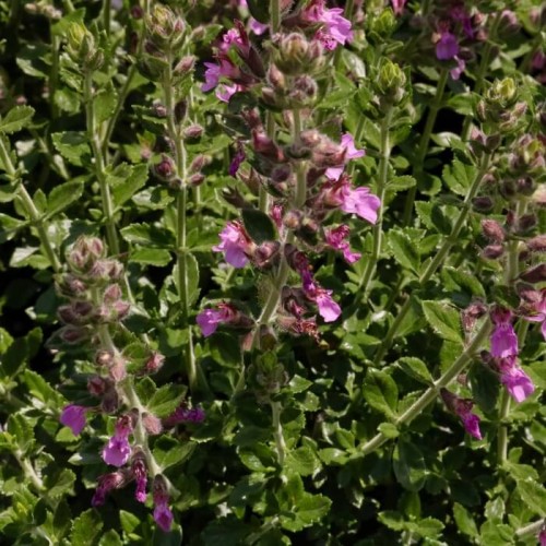 Teucrium chamaedrys