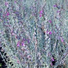 Teucrium marum