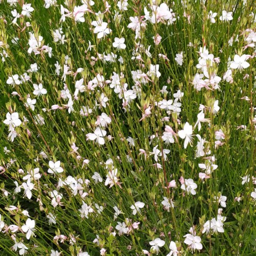 Gaura lindheimeri 'Alba'