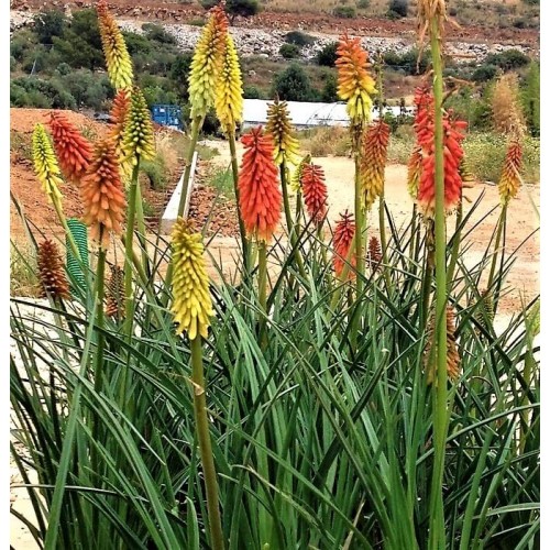 Kniphofia uvaria 'Nobilis'