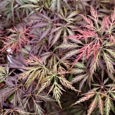 Acer palmatum dissectum 'Stella Rossa'