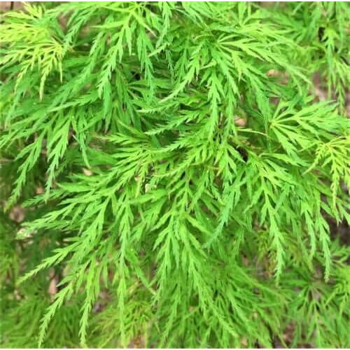 Acer palmatum 'Emerald Lace'