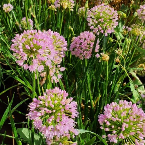 Allium 'Millenium'