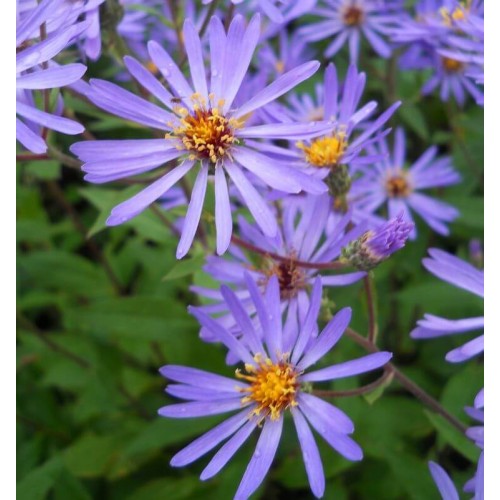 Aster macrophyllus 'Twilight'