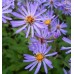 Aster macrophyllus 'Twilight'