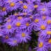 Aster amellus 'King George'