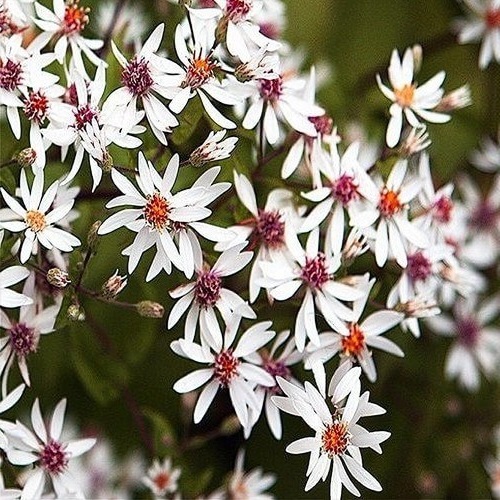 Aster divaricatus 'Beth Chatto'