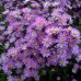 Aster ericoides 'Pink Star'