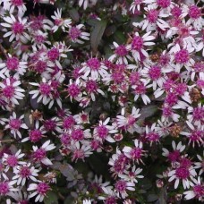 Aster lateriflorum 'Lady in Black'