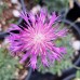 Centaurea bella