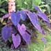Colocasia esculenta 'Black magic'