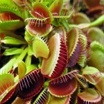ALL THE CARNIVOROUS PLANTS