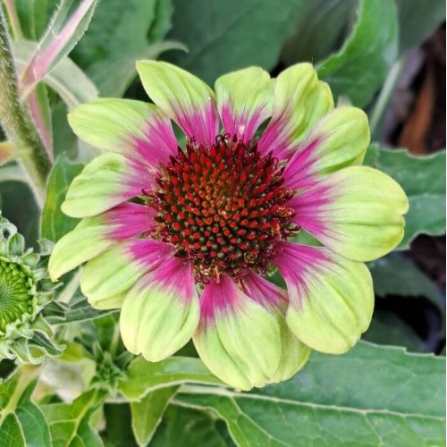 Echinacea purpurea 'Green Twister'