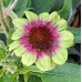 Echinacea purpurea 'Green Twister'