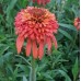 Echinacea purpurea 'Hot Papaya'