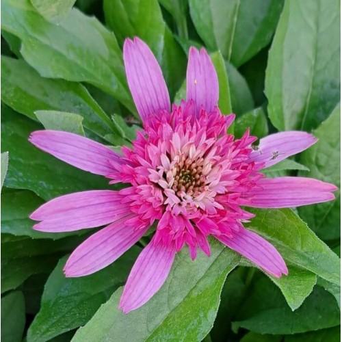 Echinacea purpurea 'Pink Double Delight'