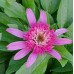 Echinacea purpurea 'Pink Double Delight'