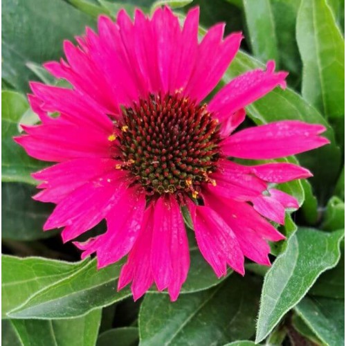 Echinacea purpurea 'Sensation Pink'