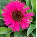 Echinacea purpurea 'Sensation Pink'