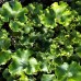 Farfugium japonicum 'Cristata'