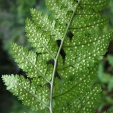 Dryopteris carthusiana