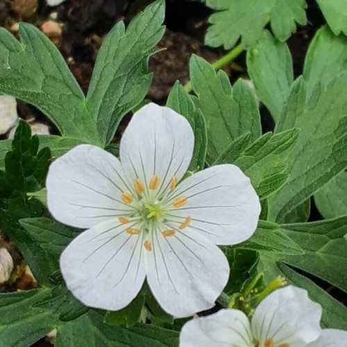 Geranium maculatum 'Album'