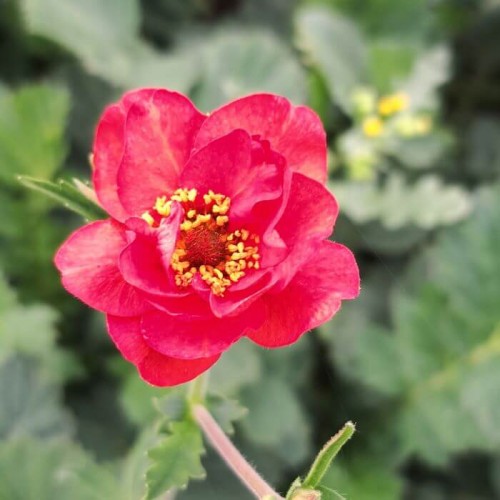 Geum 'Blazing Sunset'