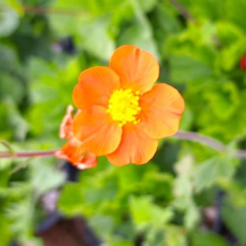 Geum coccineum 'Borisii'