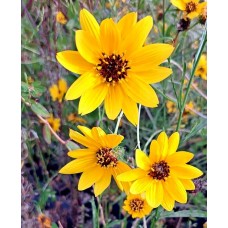 Helianthus salicifolius