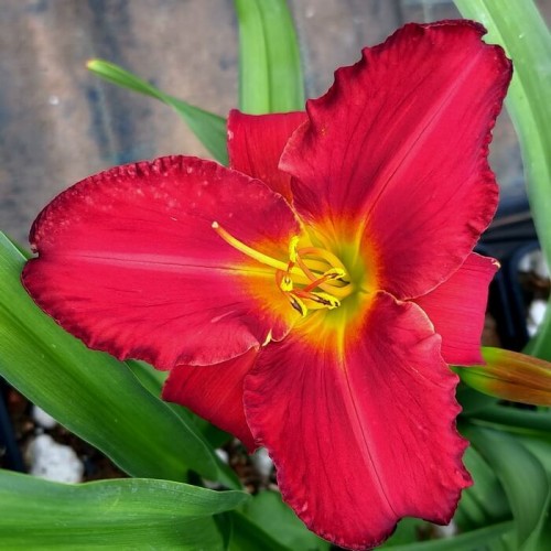 Hemerocallis 'Amadeus'