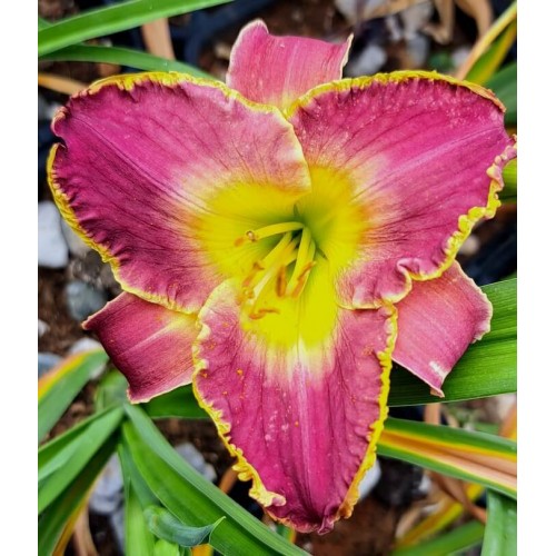 Hemerocallis 'Arabian Magic'